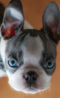 blue eyed puppy