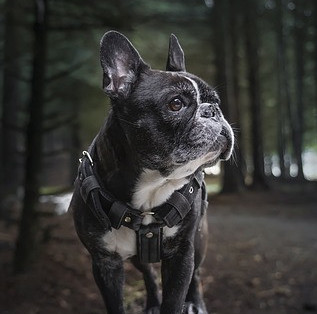 Boston Terrier in a Harness