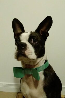 Ivar with a green bow tie